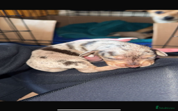 Chiweenie dogs for sale: Chiweenie - Image 4