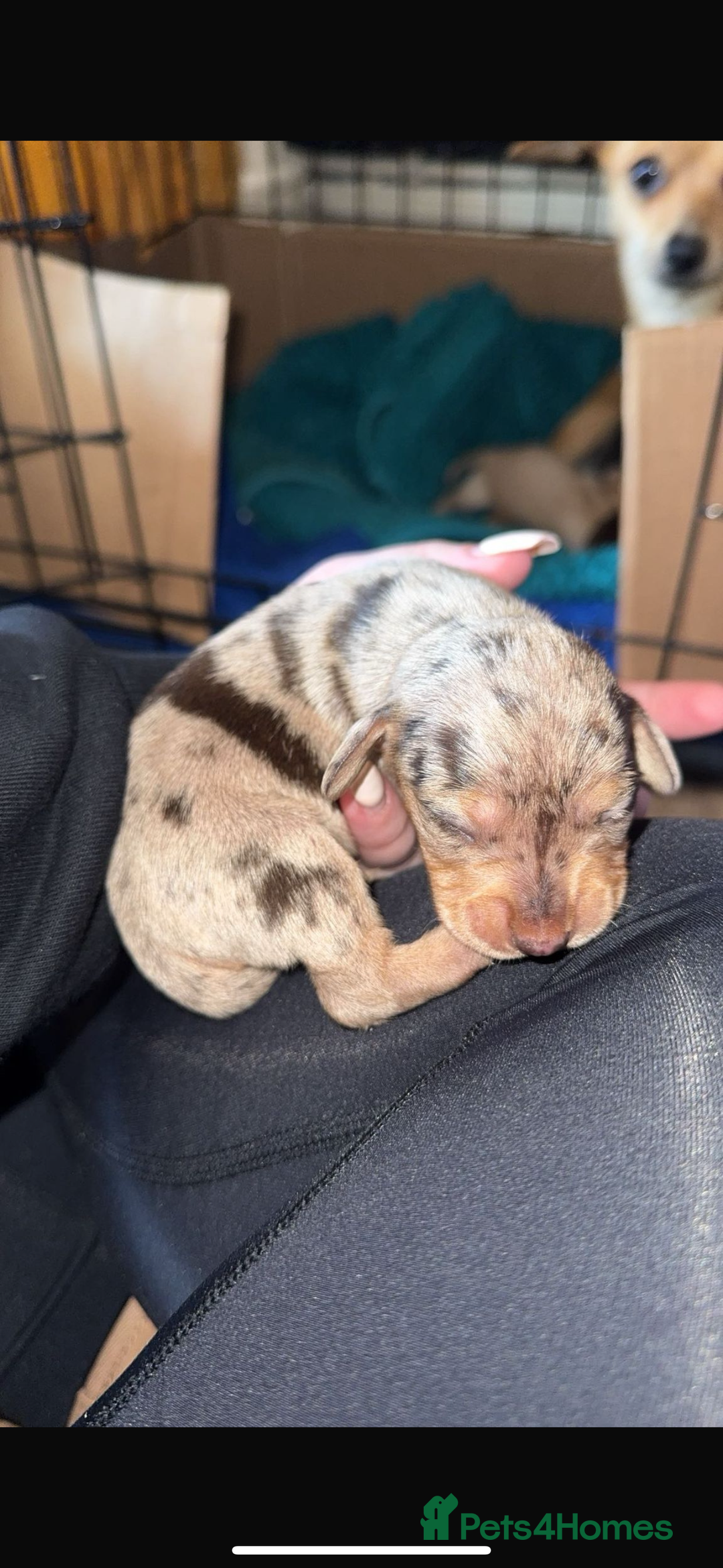 Chiweenie dogs for sale: Chiweenie - Image 4