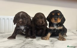 Cocker Spaniel dogs for sale: Fully Health tested show line cocker puppies  - Image 6