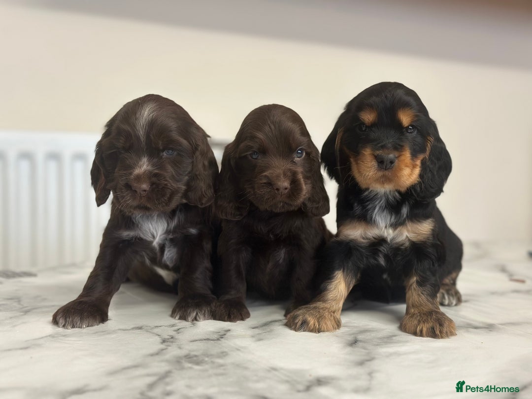 Cocker Spaniel dogs for sale: Fully Health tested show line cocker puppies  - Image 6