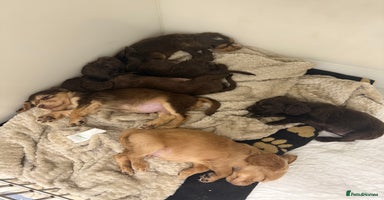 Cocker Spaniel dogs - Advert 3