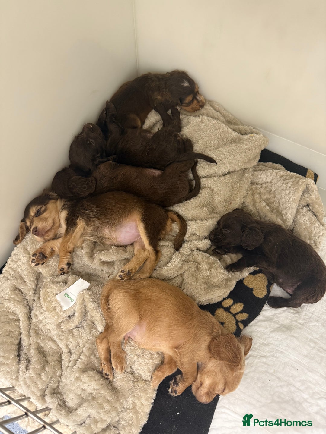 Cocker Spaniel dogs for sale: Working cocker spaniel puppies  - Image 3