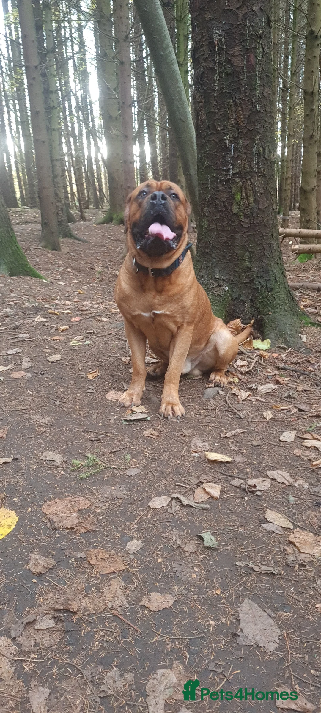 Dogue De Bordeaux dogs for stud: DOGUE DE BORDEUX STUD  in Glasgow - Advert 14