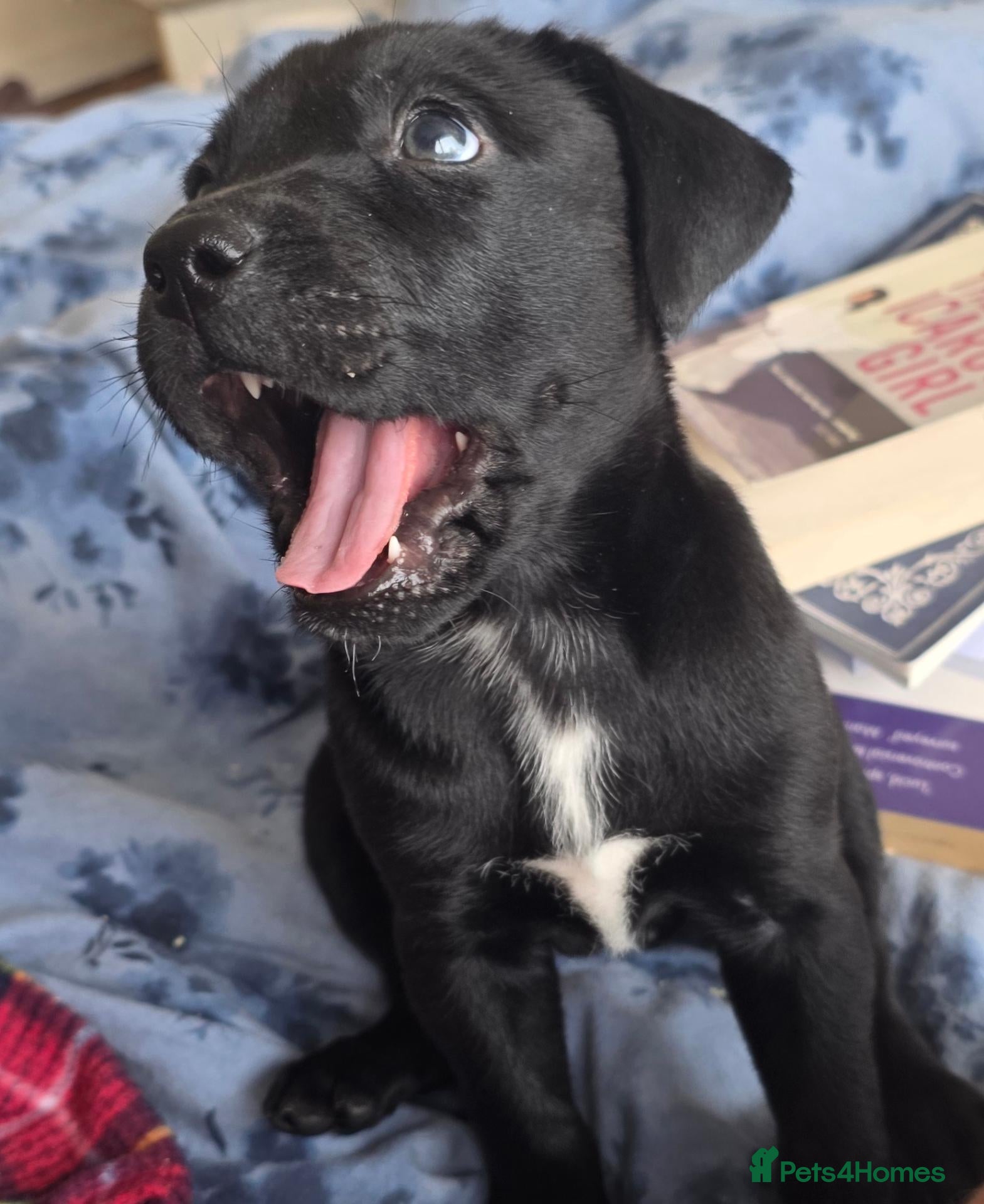 Mixed Breed dogs 1 Staffador/Labrastaff left,Black and White female - Advert 2