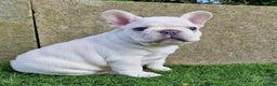 French Bulldog dogs for stud: Tiny 8kg Isabella and tan quad  - Advert 32