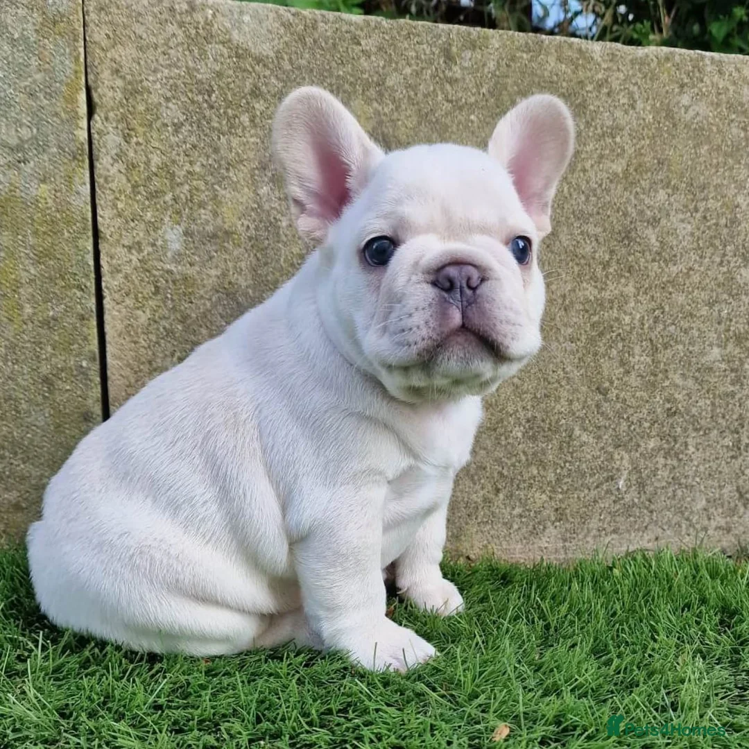 French Bulldog dogs for stud: Tiny 8kg Isabella and tan quad  - Advert 32