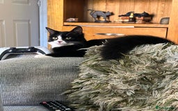Mixed Breed cats for sale: Three playful kittens in search of forever home. - Image 14