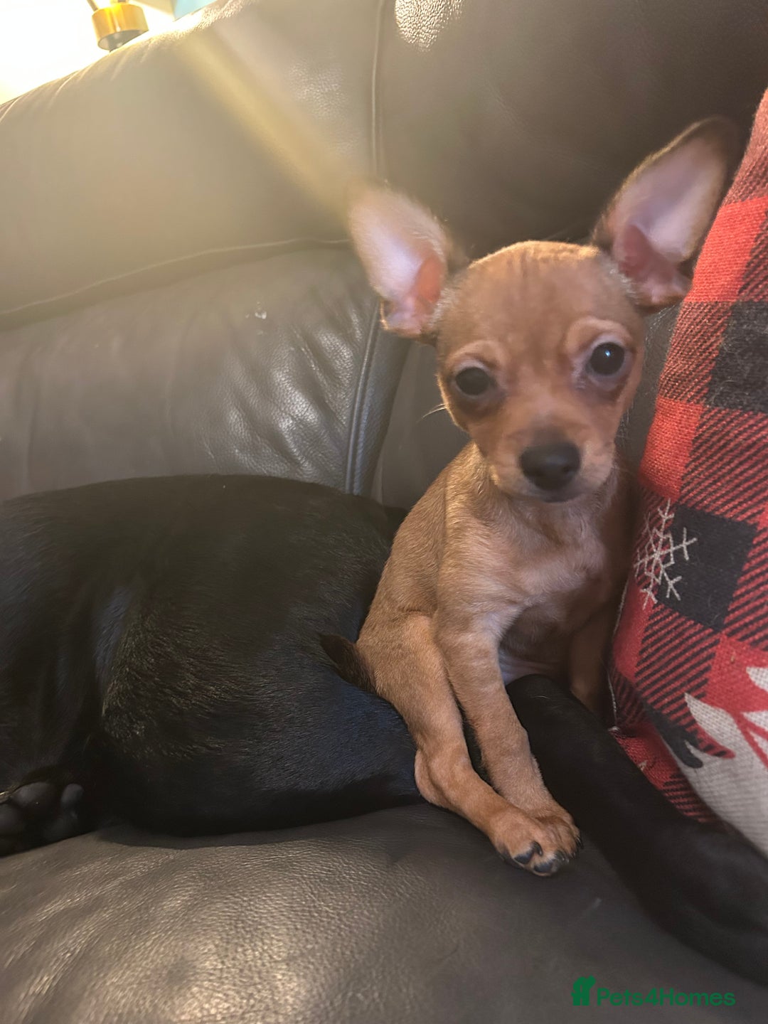 Mixed Breed dogs for sale: Beautiful female jackchi - Advert 10