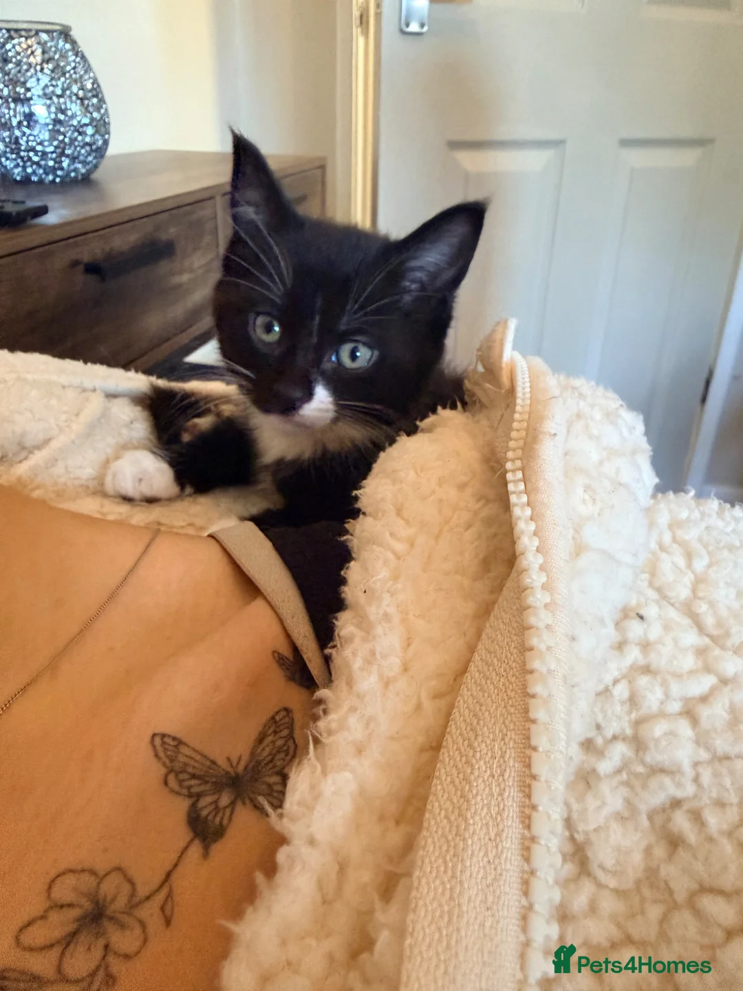 Maine Coon cats for sale: Sweet Girl mainecoon - Advert 1