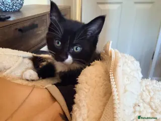 Maine Coon cats Sweet Girl mainecoon - Advert 6