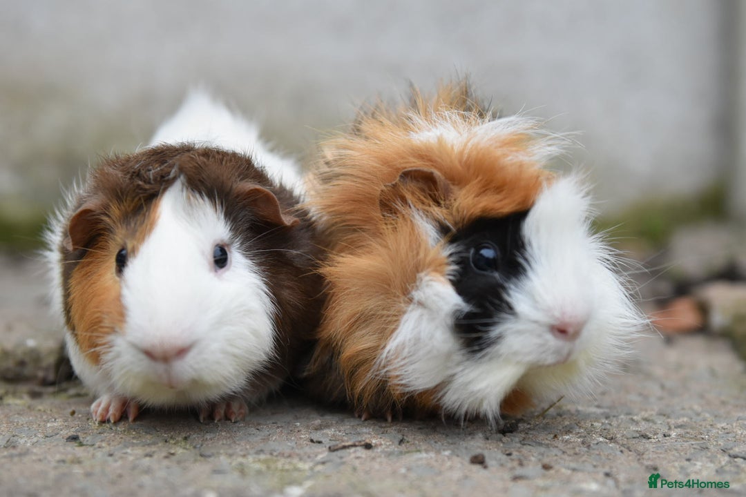 Guinea Pig rodents for sale: 9 Month Old Male Guinea Pigs Looking For Homes in Wigan - Image 27