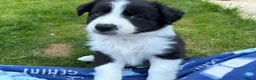 Mixed Breed dogs for sale: ✨ Beautiful Border Aussie Puppies ✨ - Advert 10