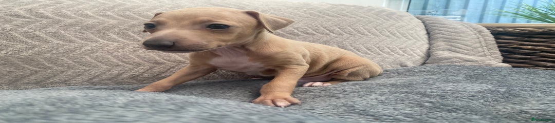 Italian Greyhound Puppy 2