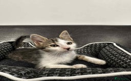 Mixed Breed cats for adoption: Henry for adoption - Image 2