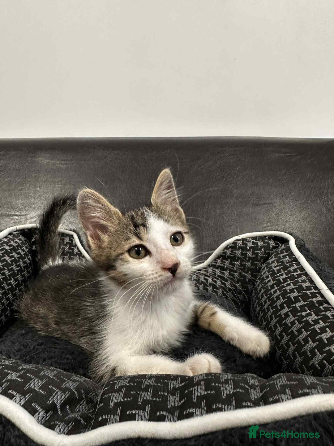 Mixed Breed cats for adoption: Henry for adoption - Image 2