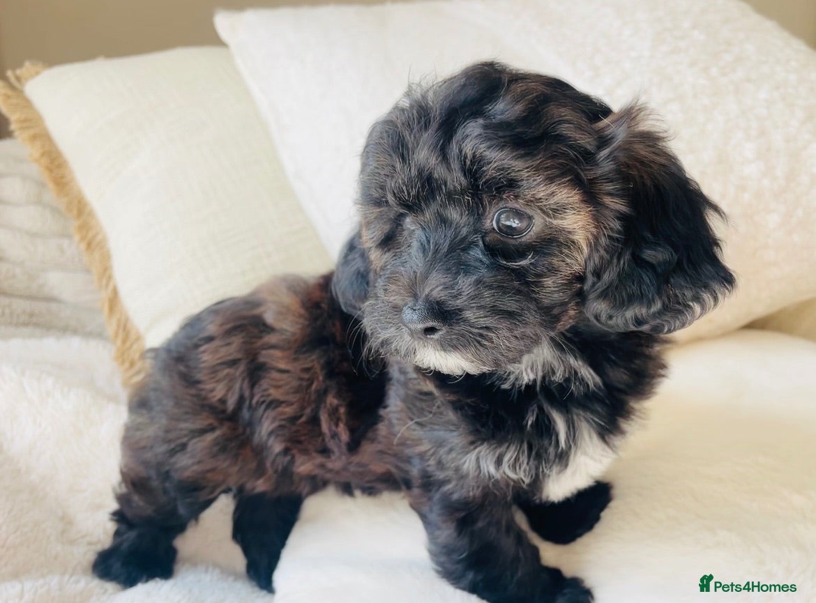 Maltipoo dogs Stunning F1 Toy Maltipoo Puppies - Boy & Girl - Advert 1