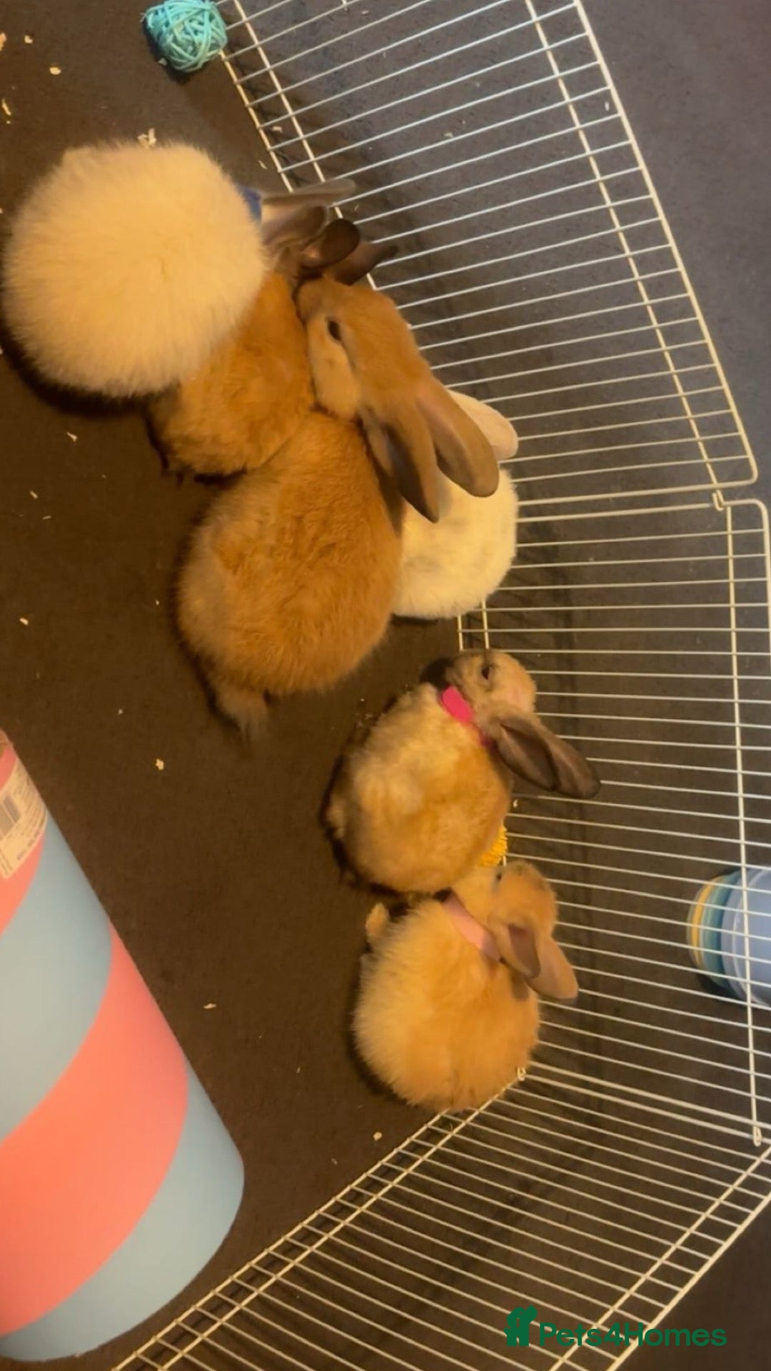 Mixed Breed rabbits rabbits  - Advert 3