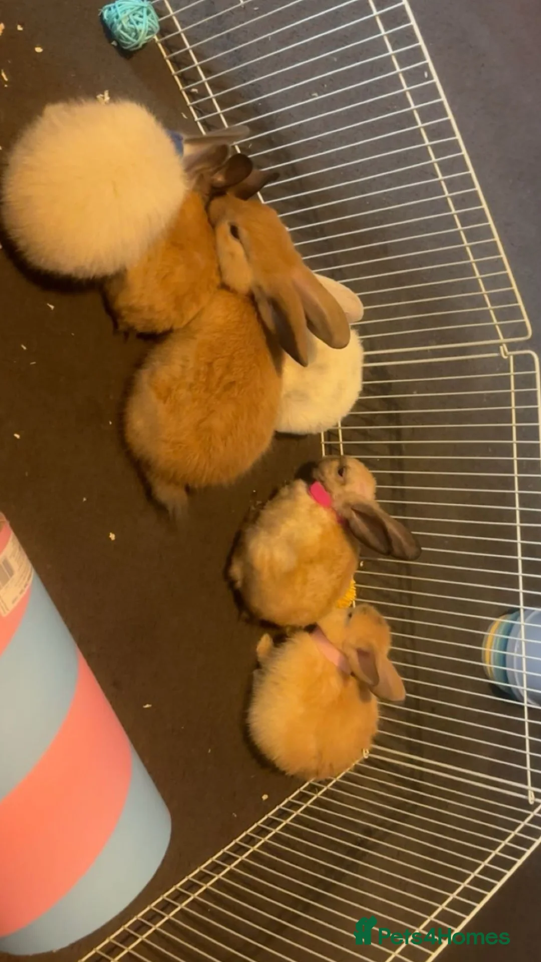 Mixed Breed rabbits for sale: rabbits  - Advert 1