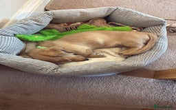 Miniature Dachshund dogs for sale: Cream Long/haired Miniature Daschund  - Image 5