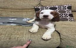 Cocker Spaniel dogs for sale: Hero the spaniel  - Image 7