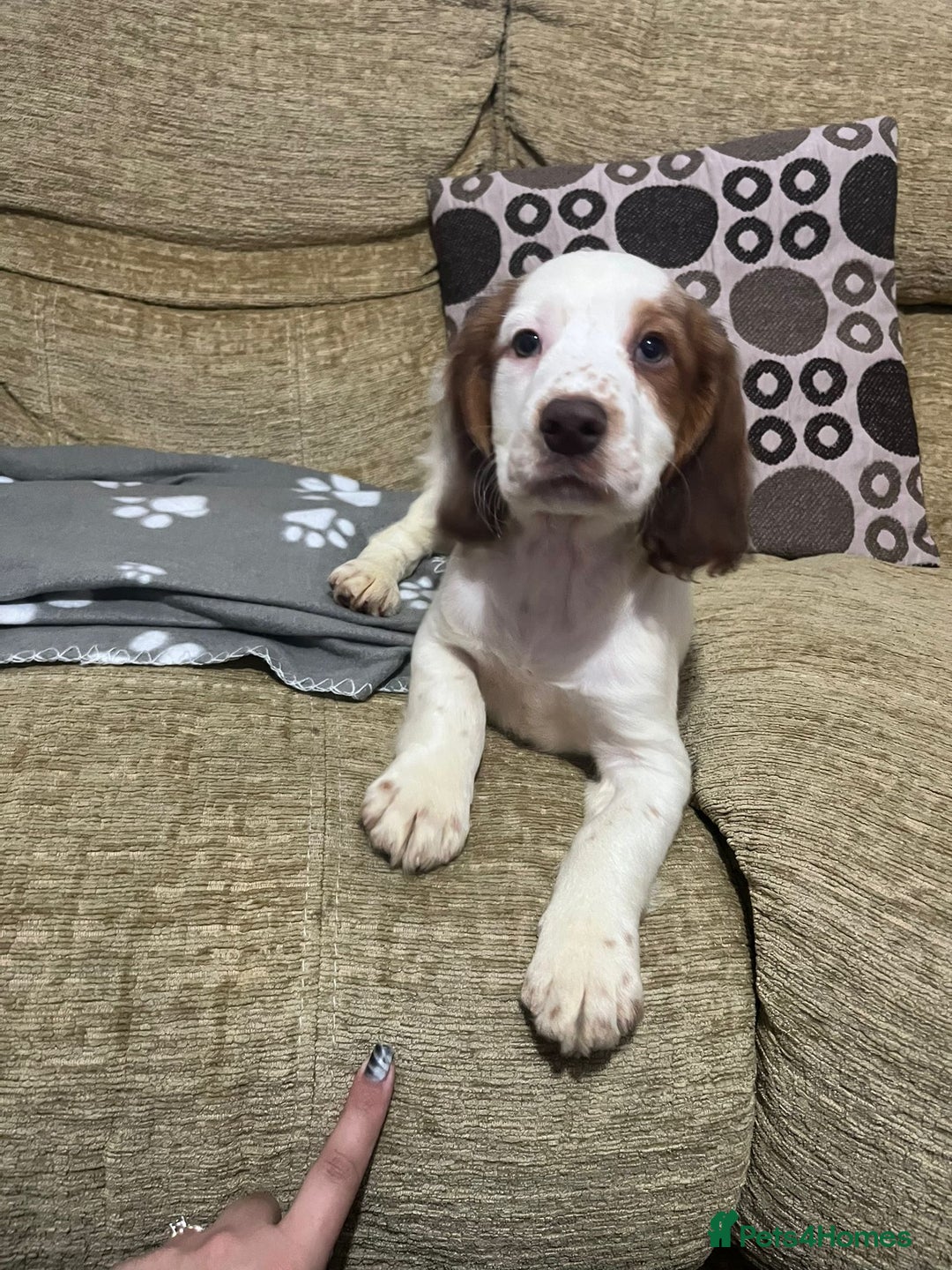 Cocker Spaniel dogs for sale: Hero the spaniel  - Image 7