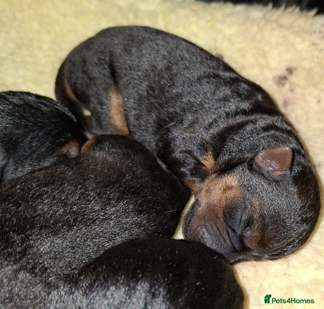 Lakeland Terrier dogs for sale: 🐾 Lakeland Terrier Puppies – Tag × Diesel 🐾 - Advert 20