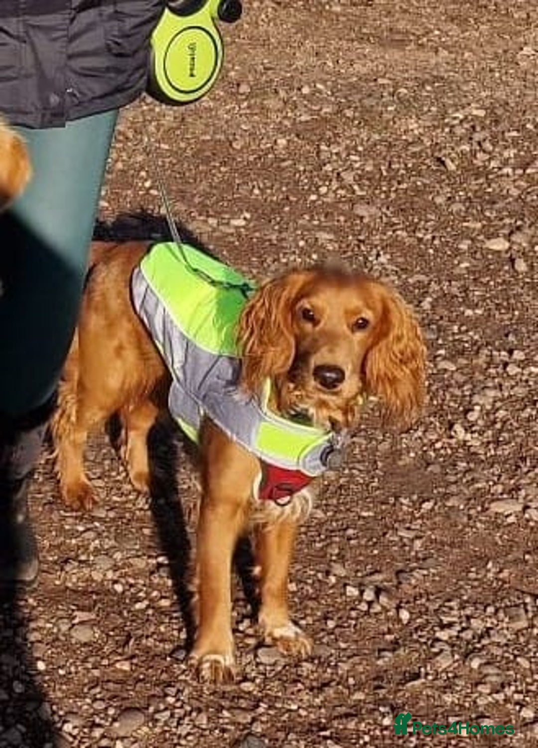 Cockapoo dogs for sale: 1 year old Cockapoo for sale - Advert 1