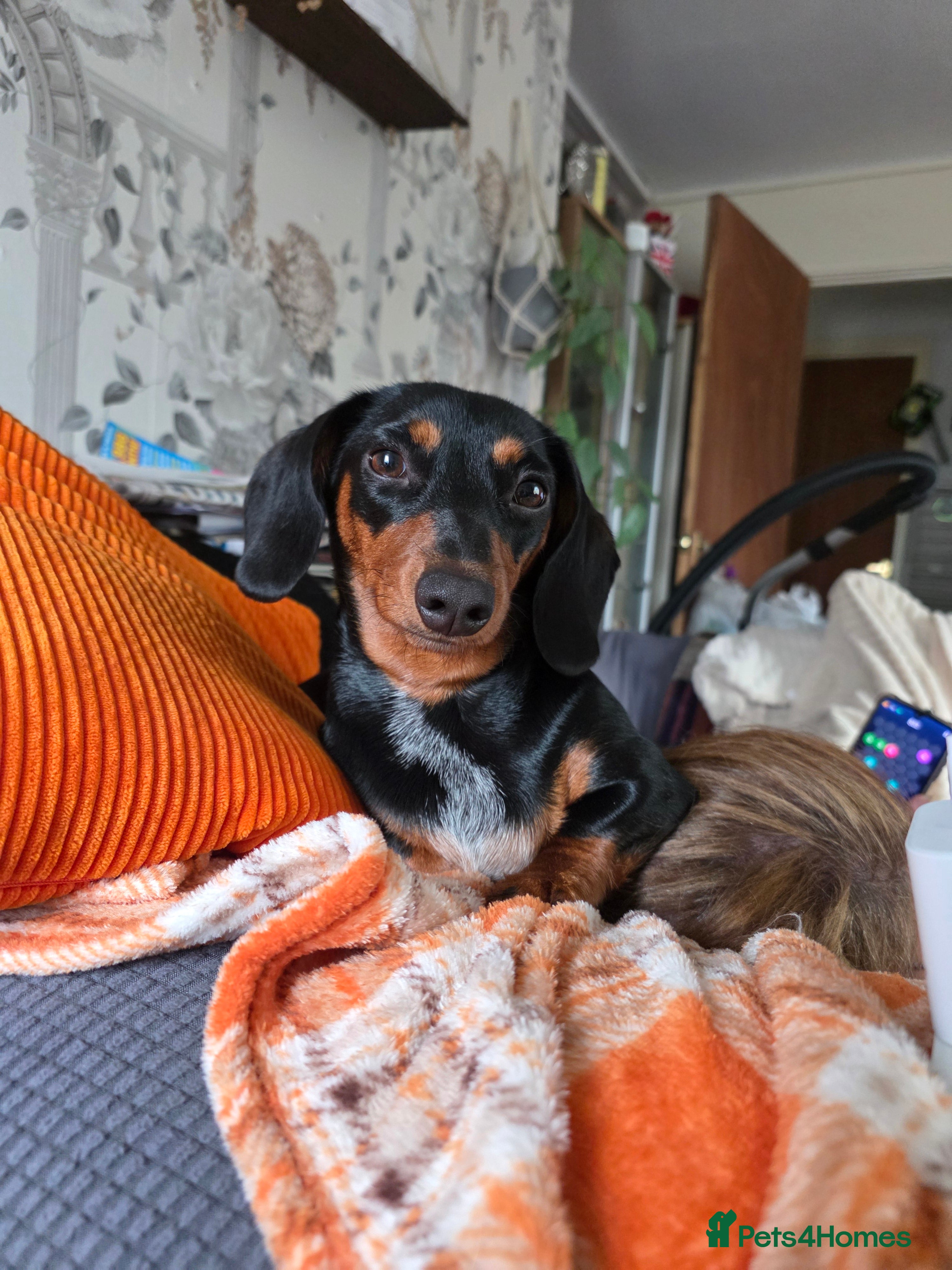 Dachshund dogs Female dachshund - Advert 2