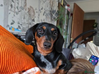 Dachshund dogs Female dachshund - Advert 2