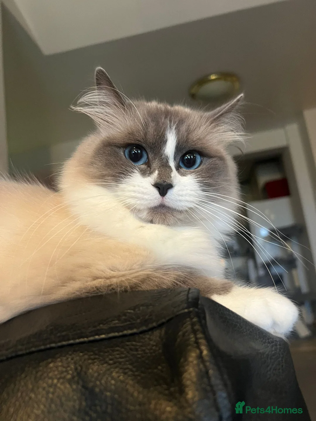 Ragdoll cats for sale: Ragdoll x maincoon  in Ryde - Advert 2