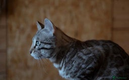 Bengal cats for sale: 🤎 WORLD CLASS BENGAL KITTENS 🤎 - Image 25
