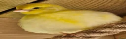Canaries birds for sale: Beautiful Fife Canaries for sale in King's Lynn - Advert 2