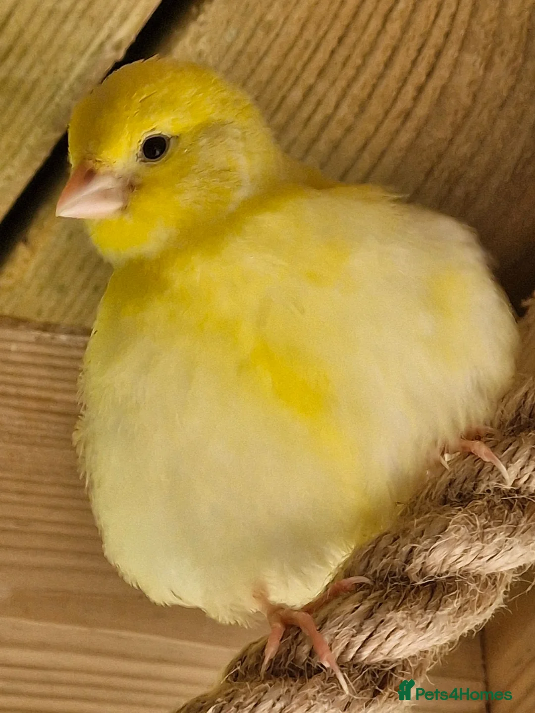 Canaries birds for sale: Beautiful Fife Canaries for sale in King's Lynn - Advert 2