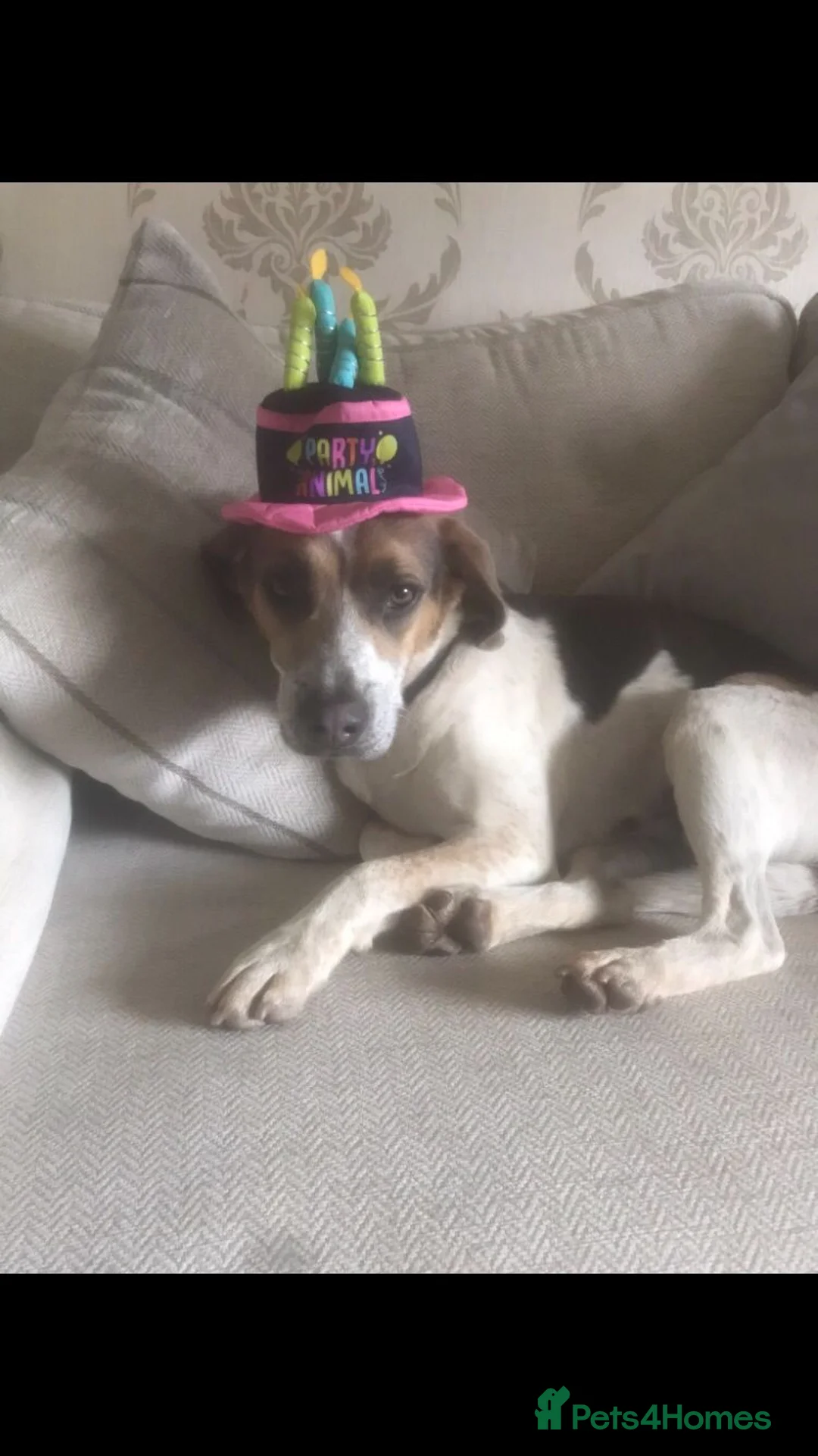 Beagle dogs for stud: Health tested blue tri beagle  stud  in Bedworth - Advert 9