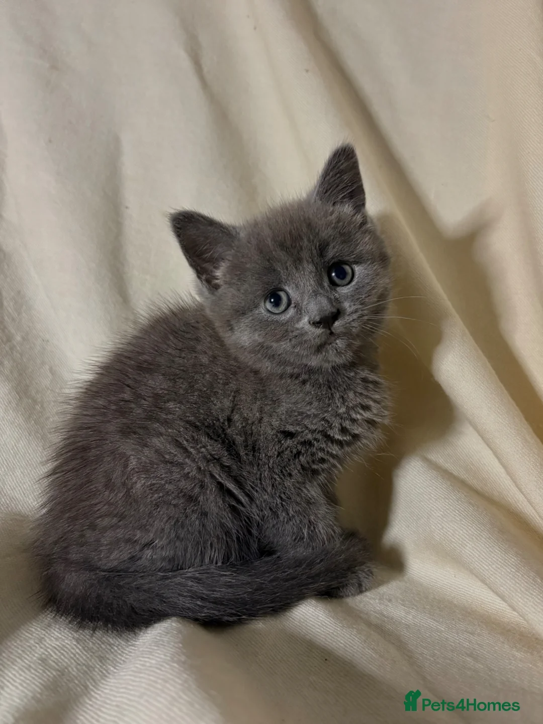 Russian Blue cats for sale: Russian blue kitten - ready to leave - Advert 1