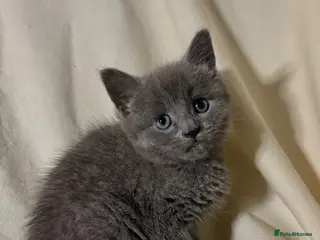 Russian Blue cats Russian blue kitten - ready to leave - Advert 4