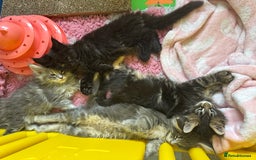 Maine Coon cats for sale: 4 big pure gorgeous Mainecoon boys  - Image 1