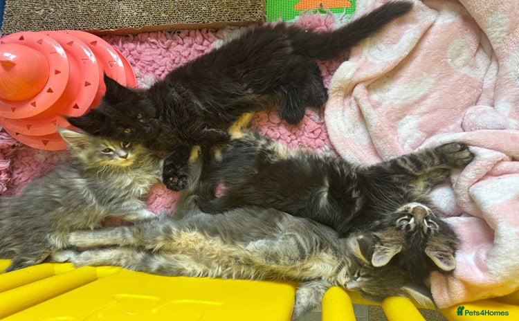 Maine Coon cats - Advert 16
