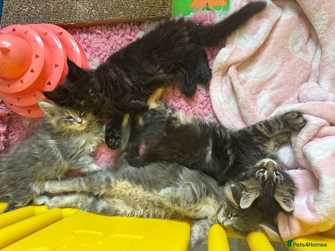 Maine Coon cats for sale: 4 big pure gorgeous Mainecoon boys  - Image 1