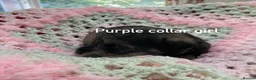 Schnoodle dogs for sale: F1 Toy Schnoodles  - Advert 10