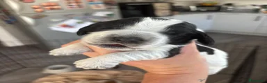 Cocker Spaniel 1