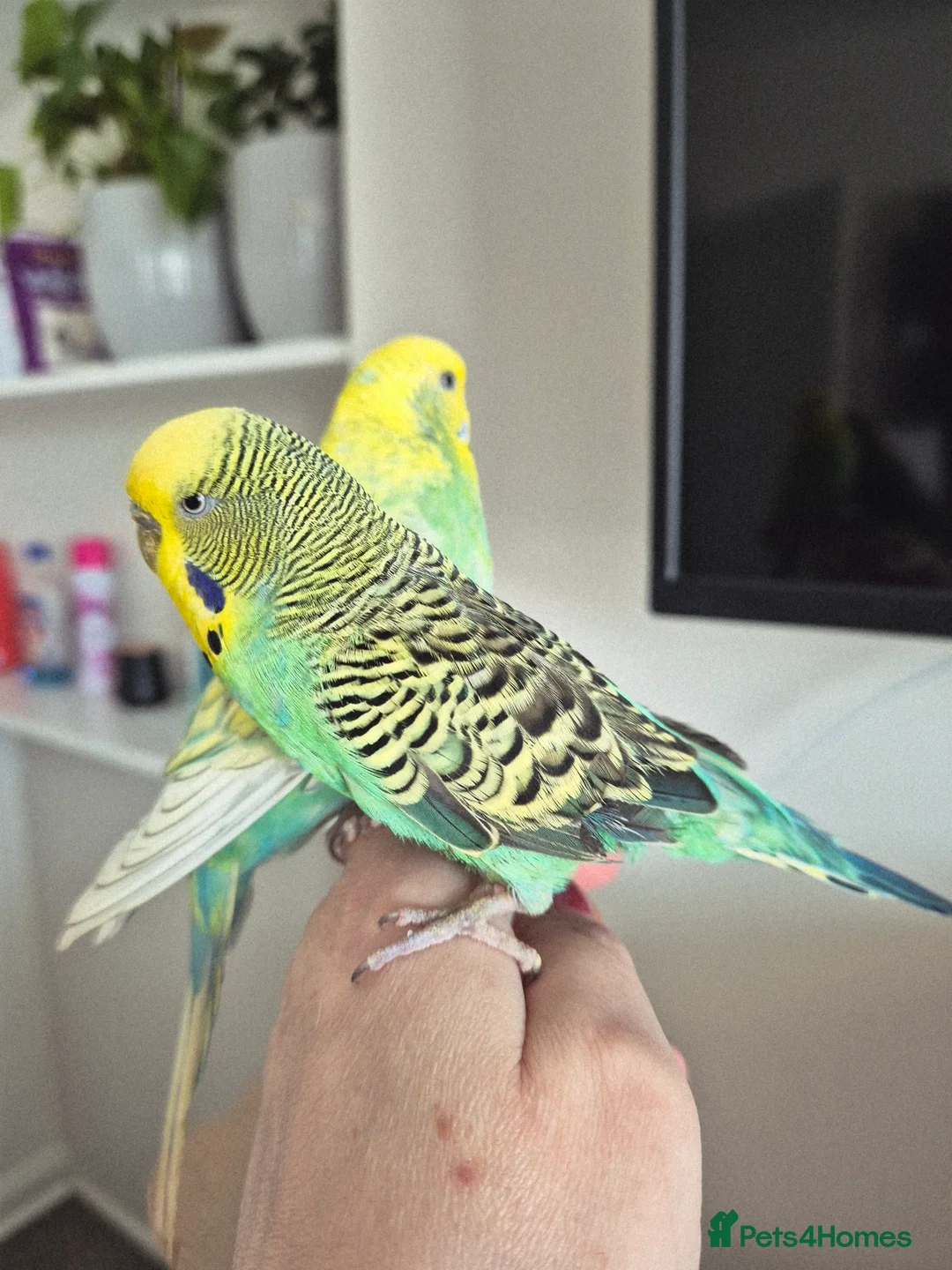 Budgerigars birds for sale: Pair of two budgies and cage - Advert 2