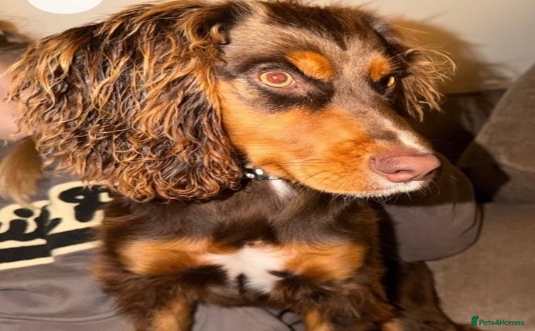 Cocker Spaniel dogs - Advert 1