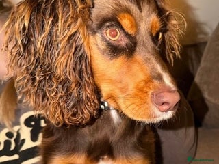 Cocker Spaniel dogs - Advert 1