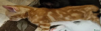 Mixed Breed 2