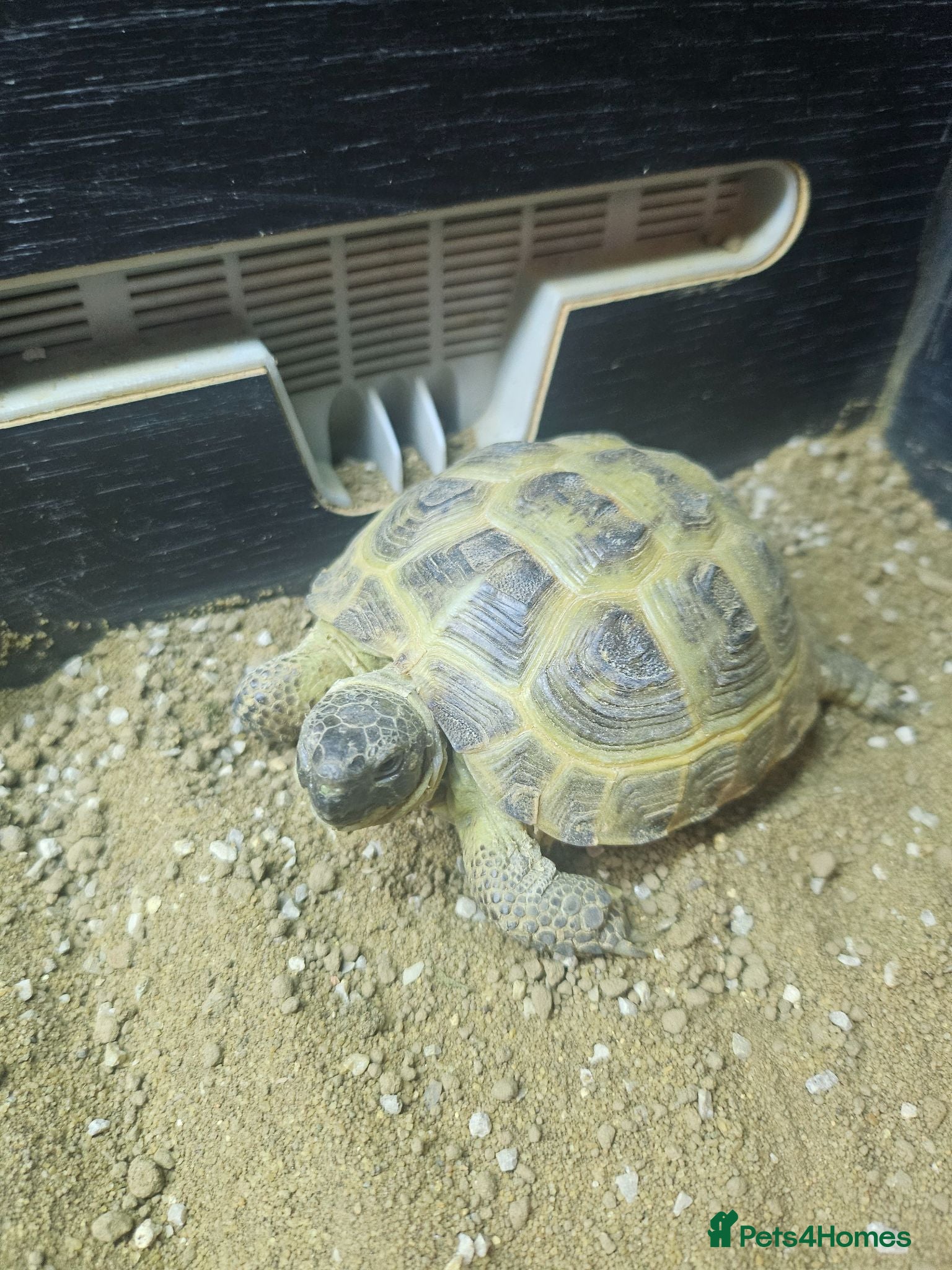 Tortoise reptiles Horsefield tortoises - Advert 2