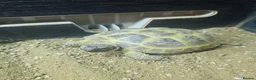 Tortoise reptiles for sale: Horsefield tortoises - Advert 1