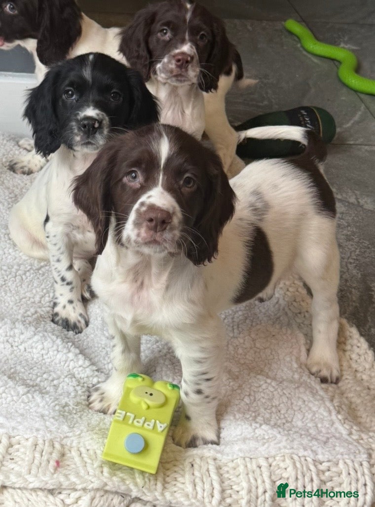 English Springer Spaniel dogs KC registered spring spaniel pups ready now - Advert 1