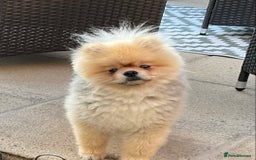 Mixed Breed dogs for sale: Pomeranian cross Shih Tzu puppies for sale - Image 8