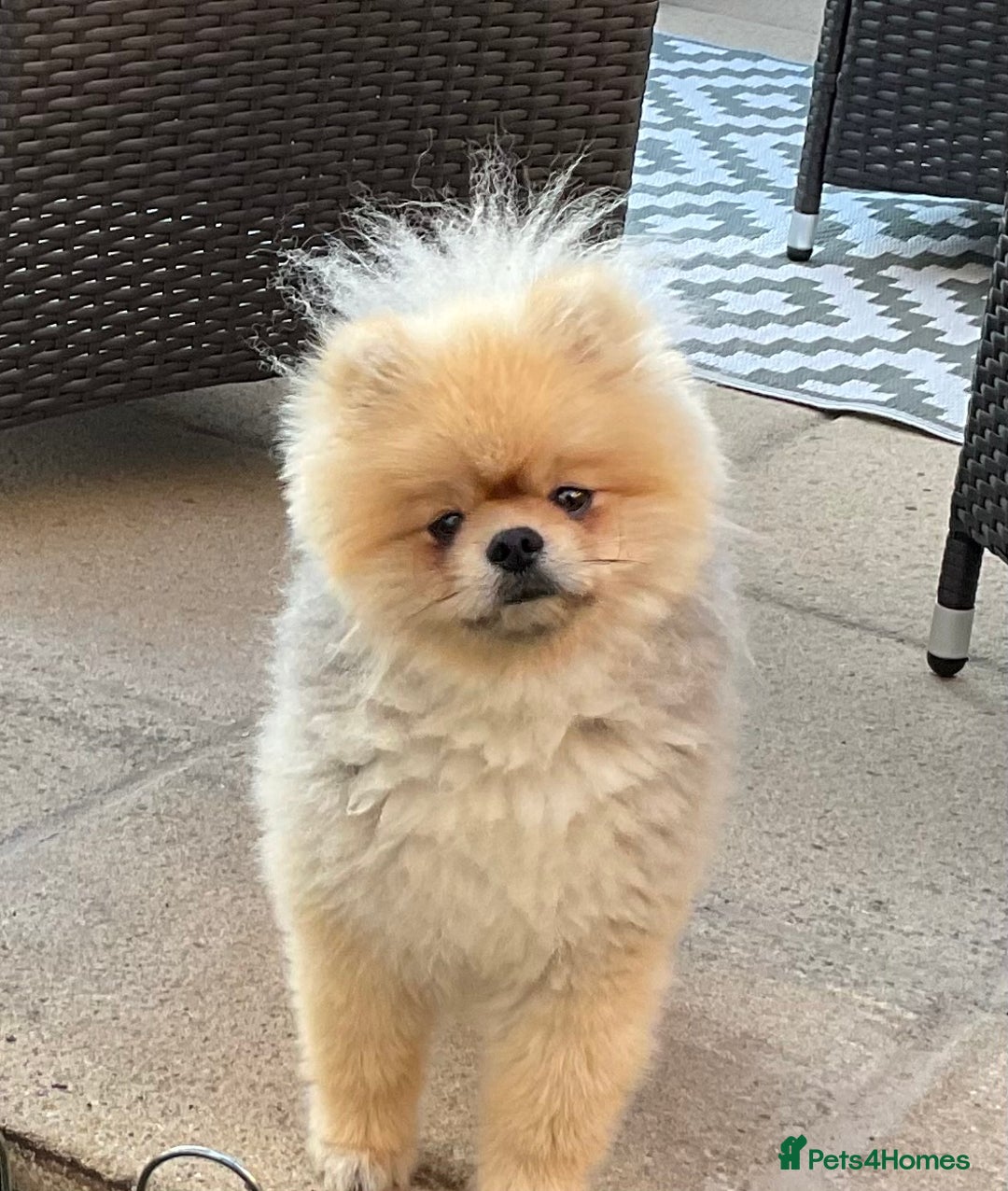 Mixed Breed dogs for sale: Pomeranian cross Shih Tzu puppies for sale - Image 8